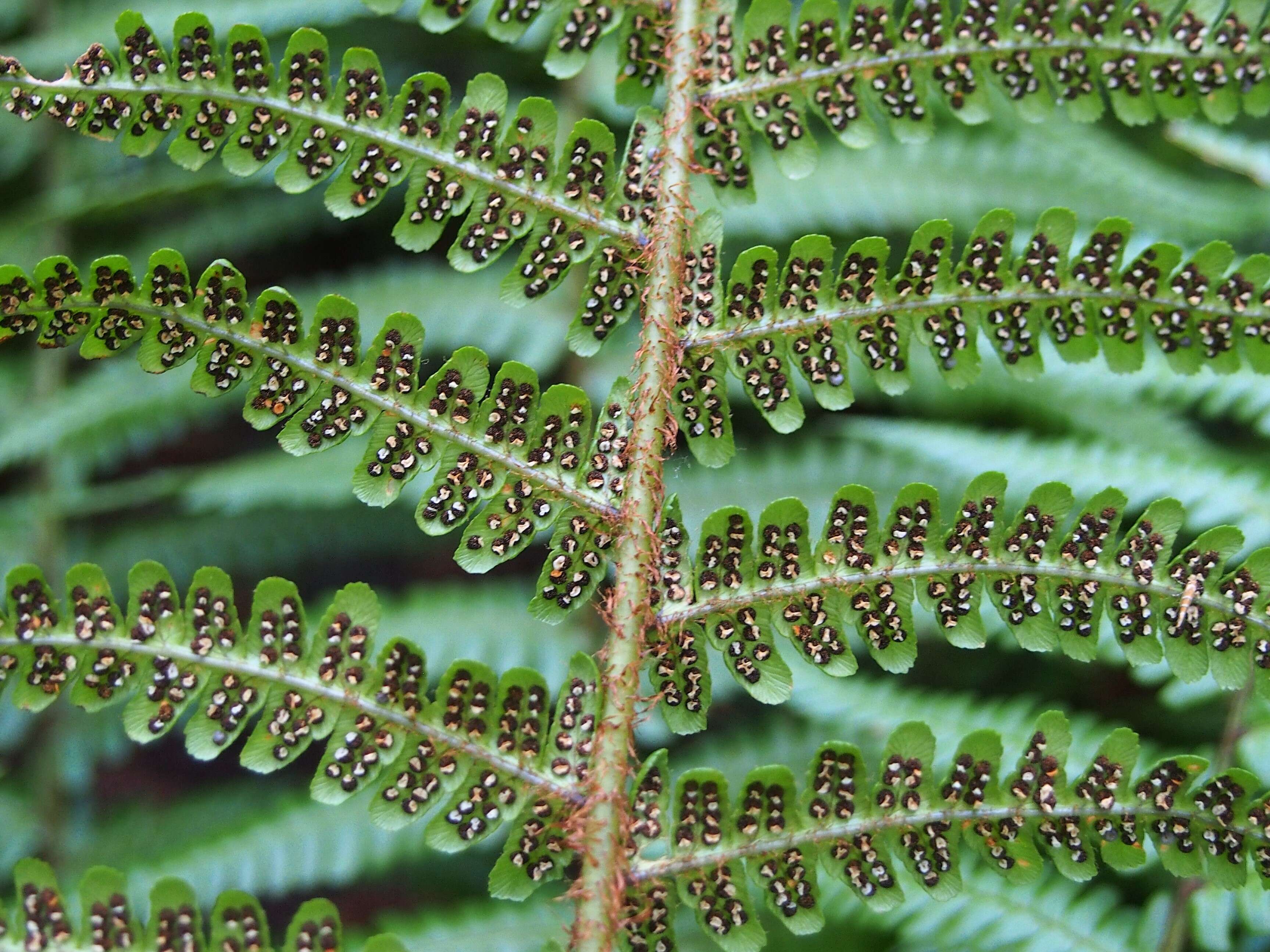 Sivun Dryopteris wallichiana (Spreng.) Hyl. kuva