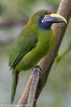 Image of Blue-throated Toucanet