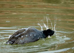 Image of Fulica Linnaeus 1758