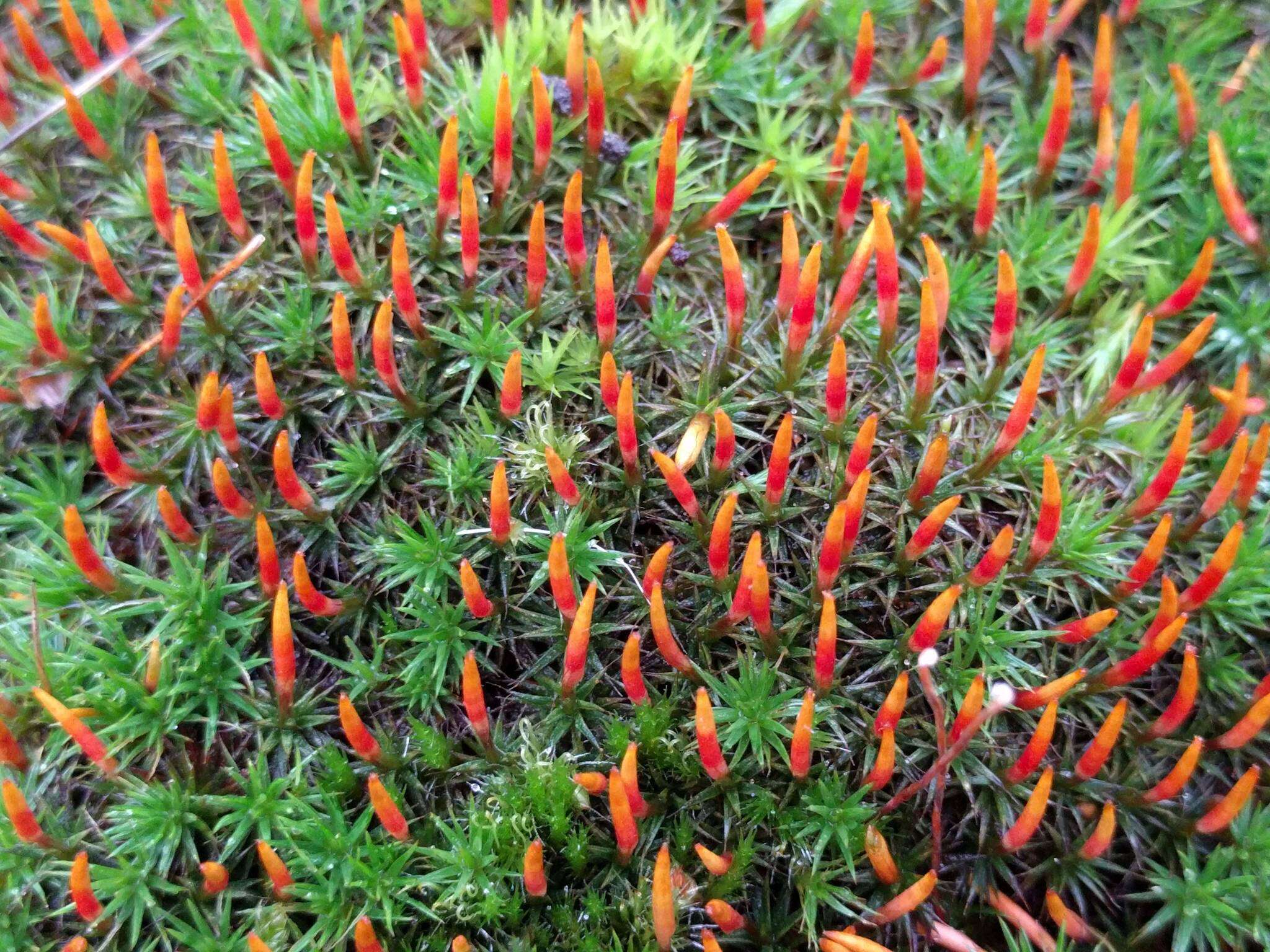 Image of Polytrichum moss