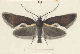 Image of Tingena monodonta