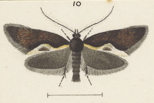 Слика од Tingena monodonta