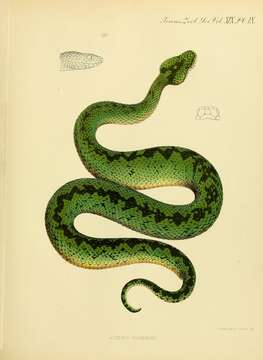 Image of Great Lakes Bush Viper