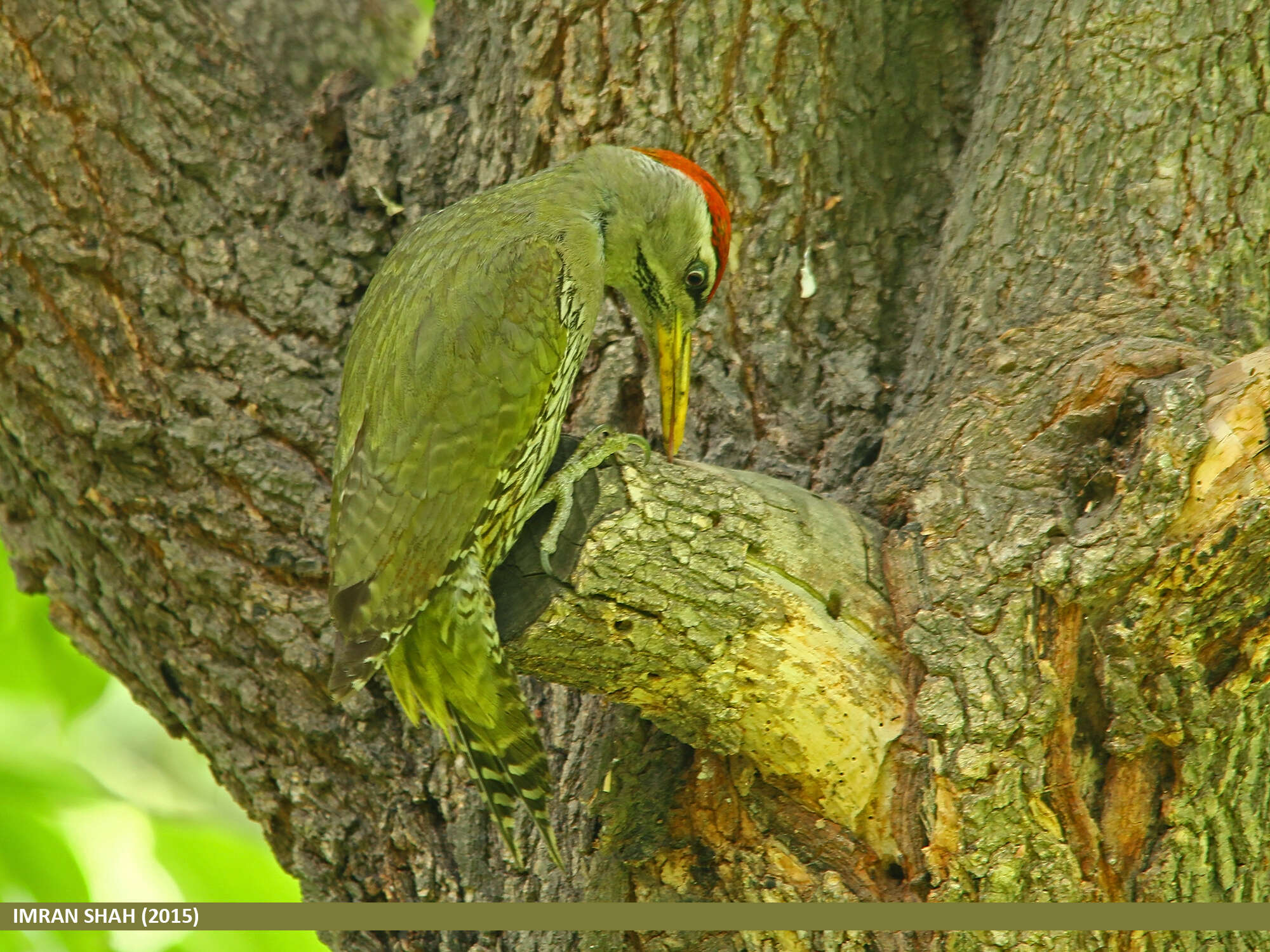 Image of Scaly-bellied Woodpecker