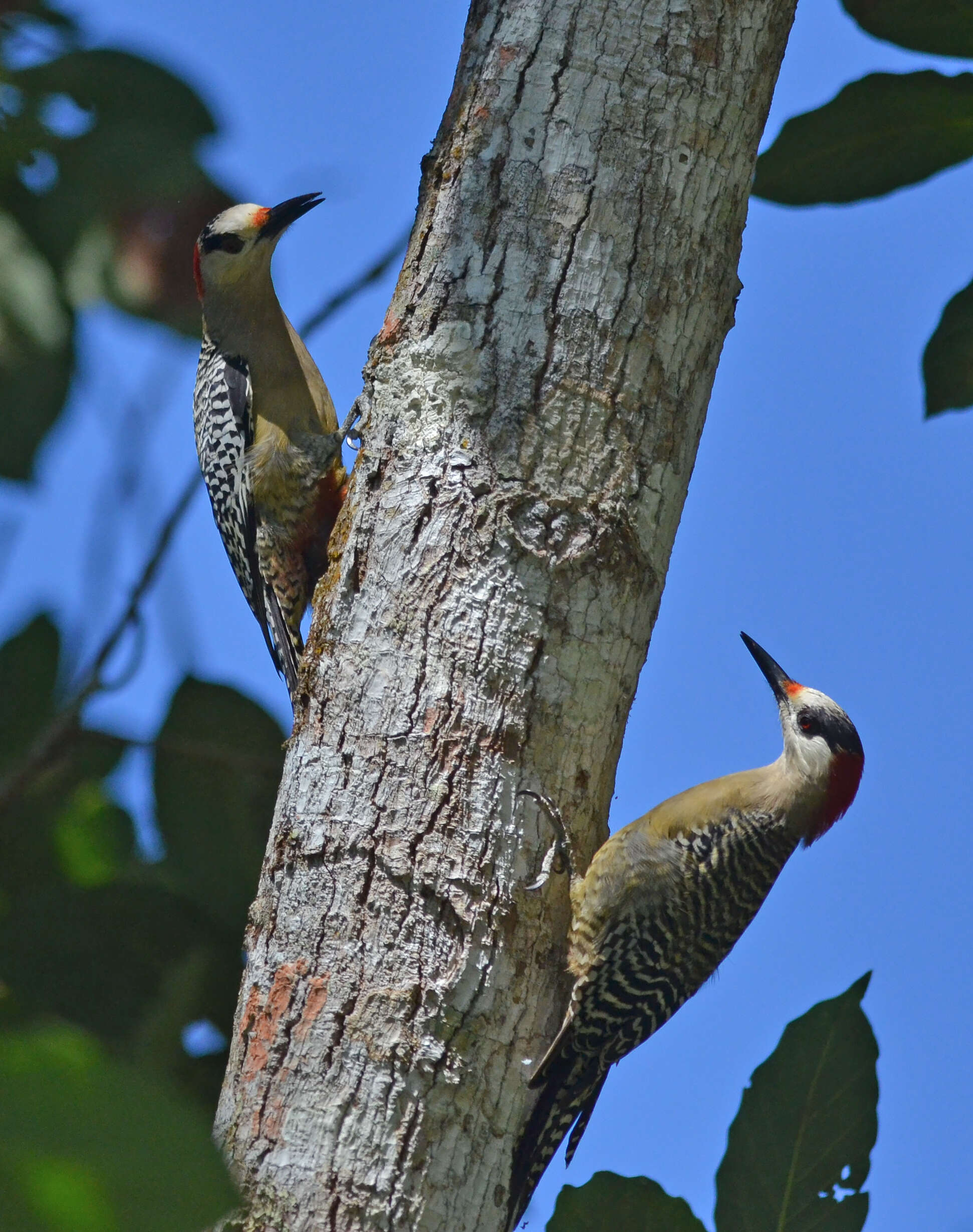 Image of West Indian Woodpecker