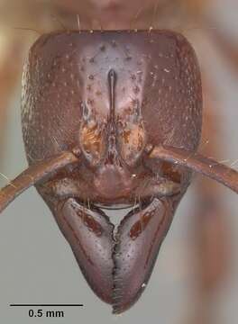 Imagem de Centromyrmex decessor