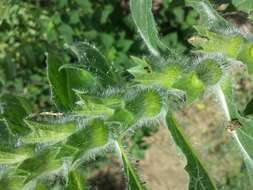 Image of black henbane