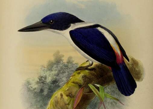 Todiramphus leucopygius (Verreaux & J 1858) resmi