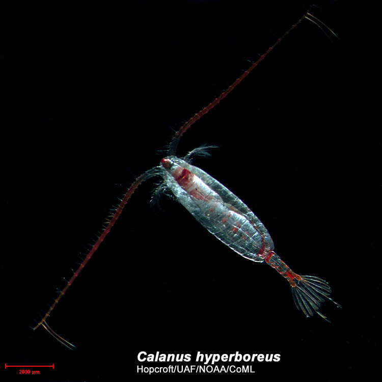 Image of Calanidae Dana 1849