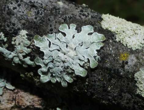 Image of Hammered shield lichen