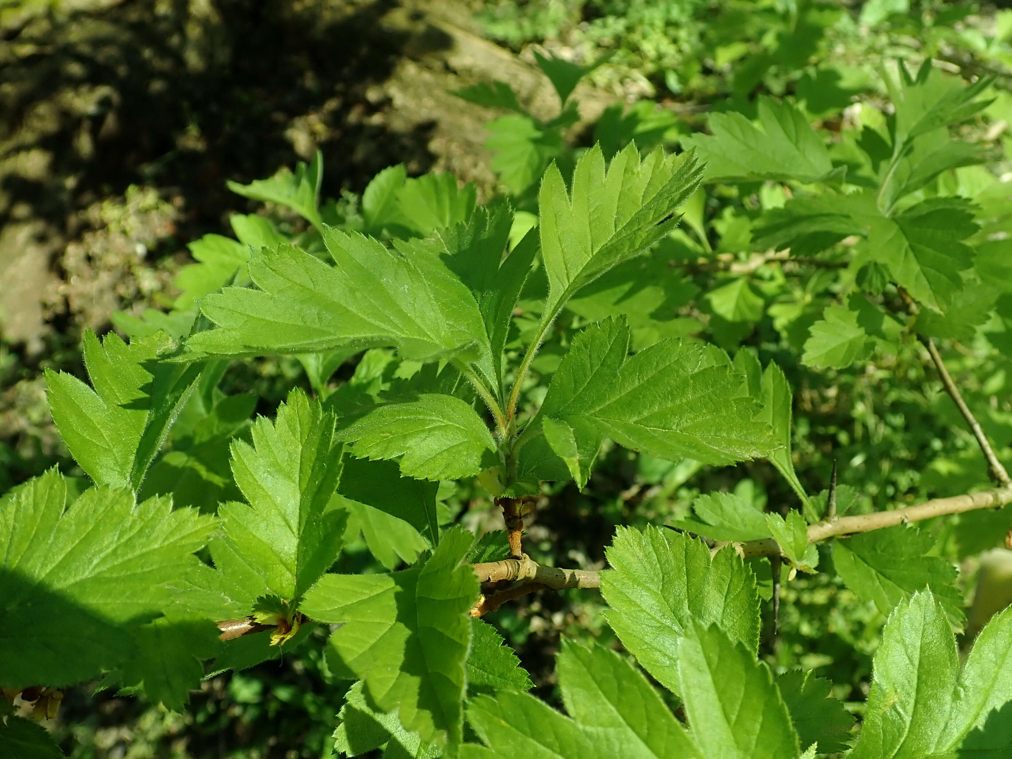 Image de Crataegus maximowiczii C. K. Schneid.