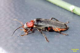 Image of Cantharis rustica