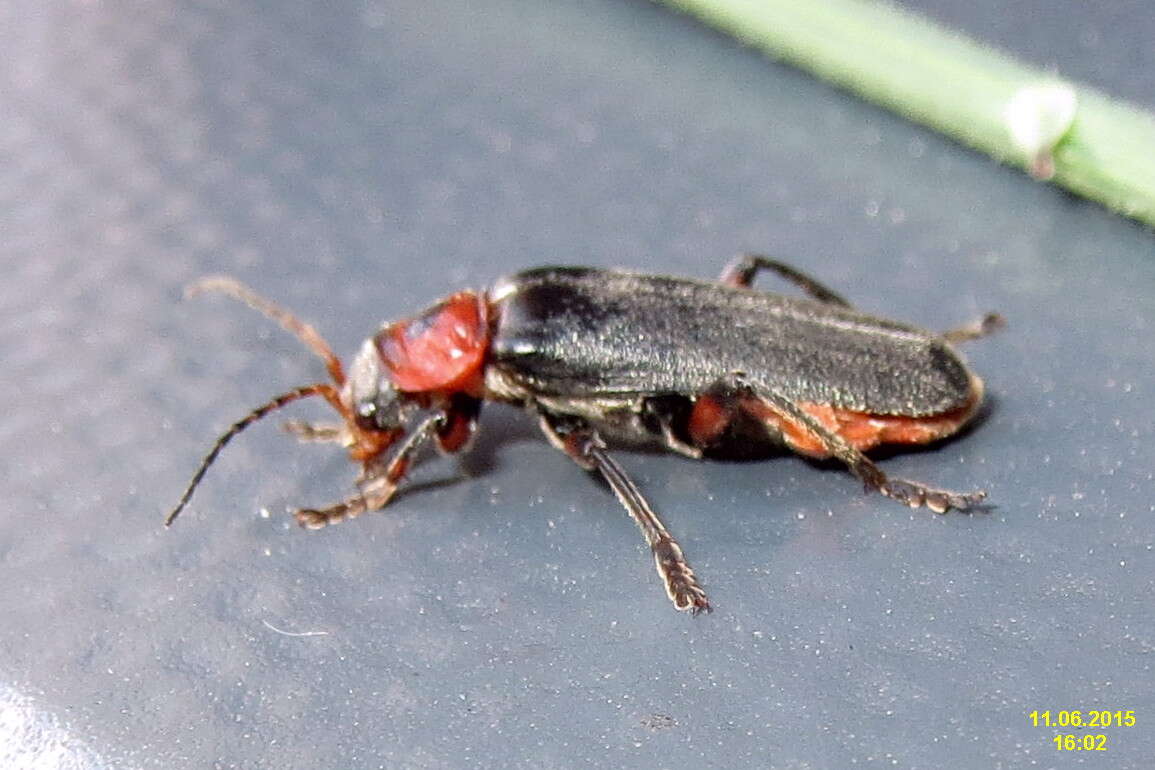 Image of Cantharis rustica