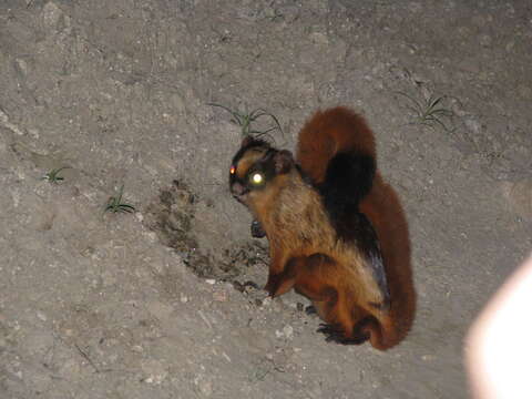 Image of Bhutan Giant Flying Squirrel