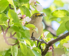 Слика од Vireo griseus (Boddaert 1783)