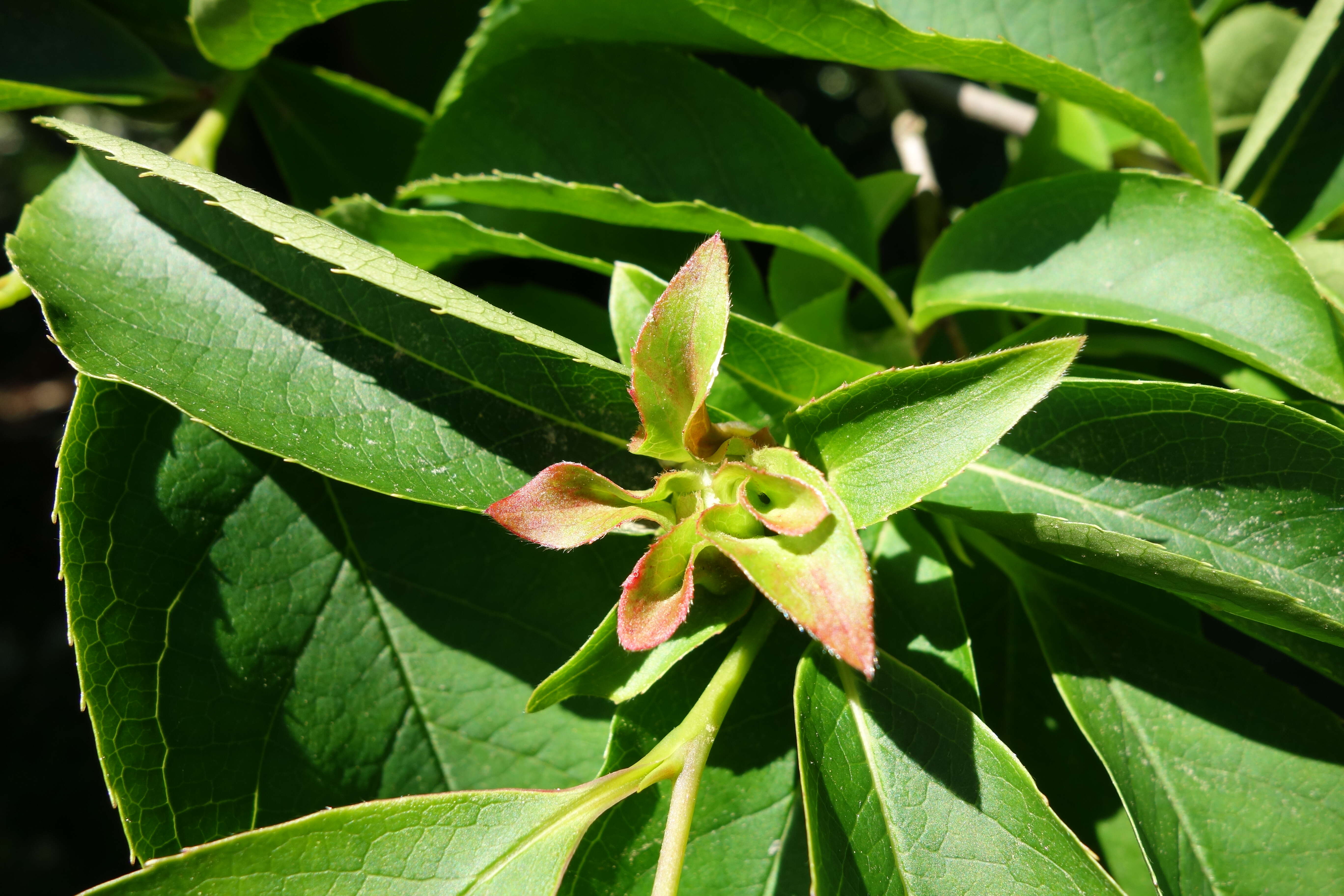 Image of Stewartia rostrata Spongberg