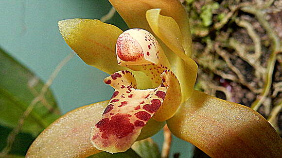 Image of Maxillaria rufescens Lindl.