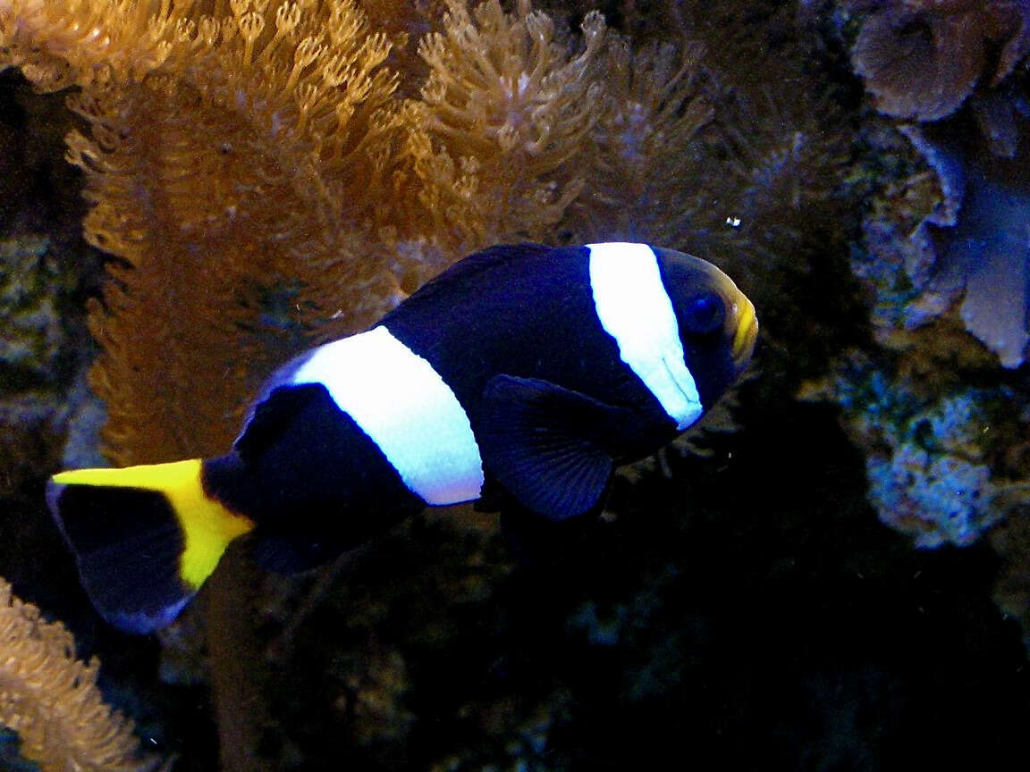 Amphiprion chrysogaster Cuvier 1830 resmi