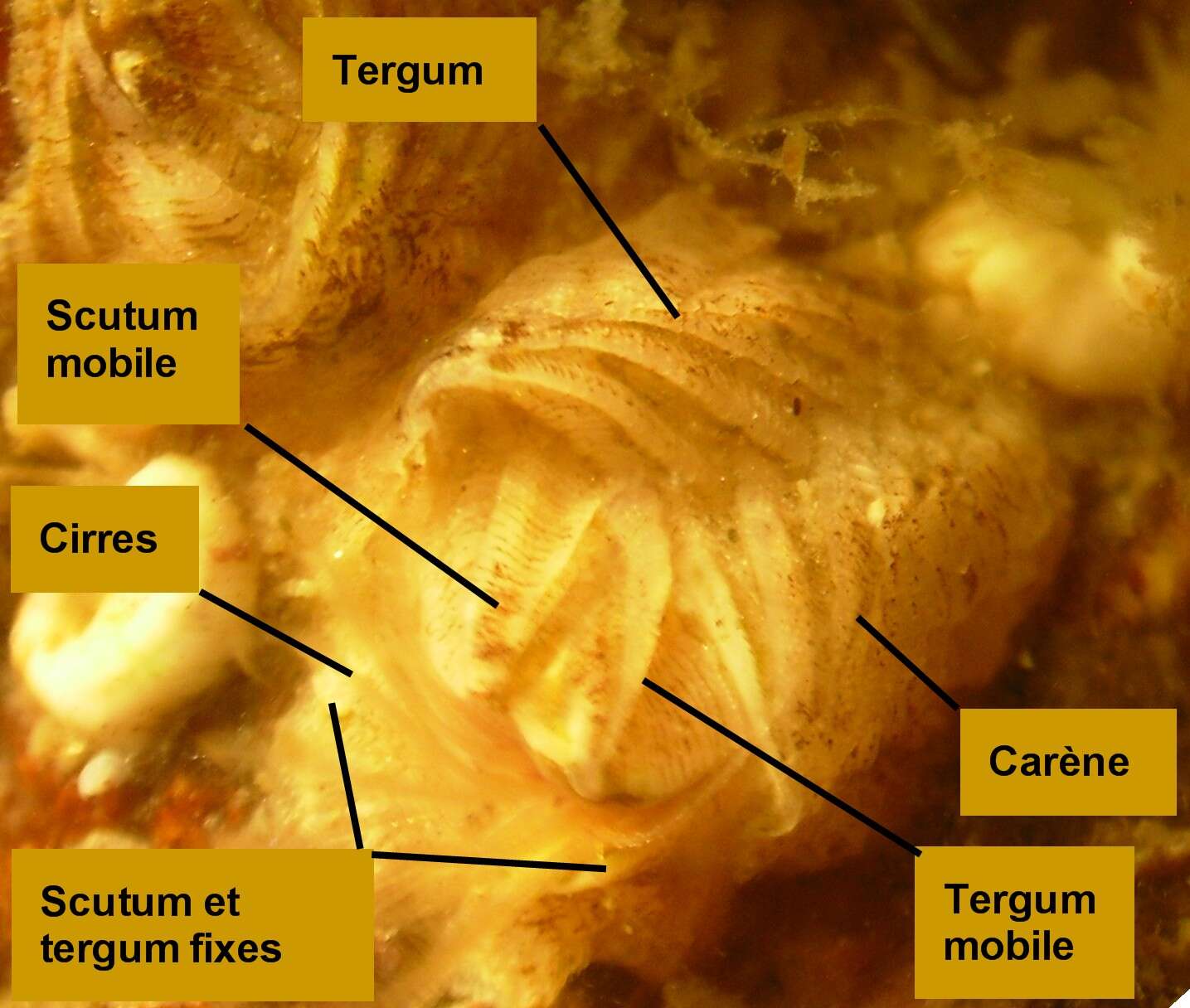 Verruca stroemia (O. F. Müller 1776) resmi