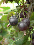 Image of Ribes × nidigrolaria
