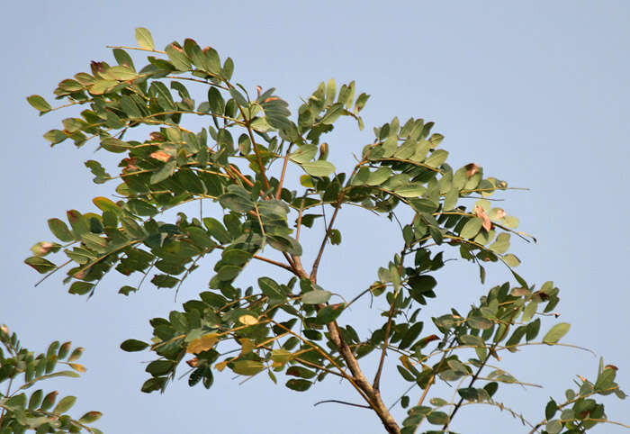 Image of tall albizia