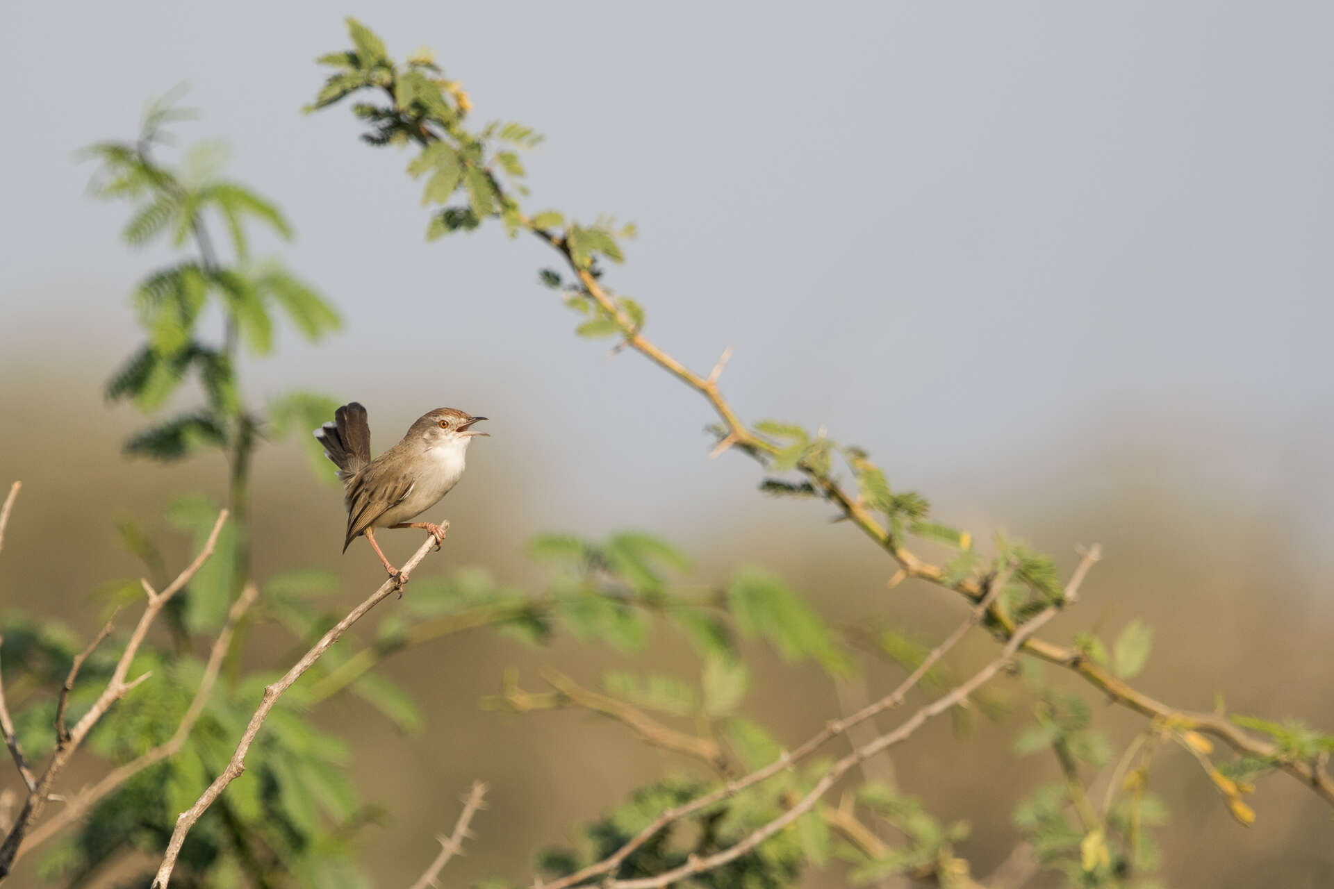 Image of Grey-breasted Prinia