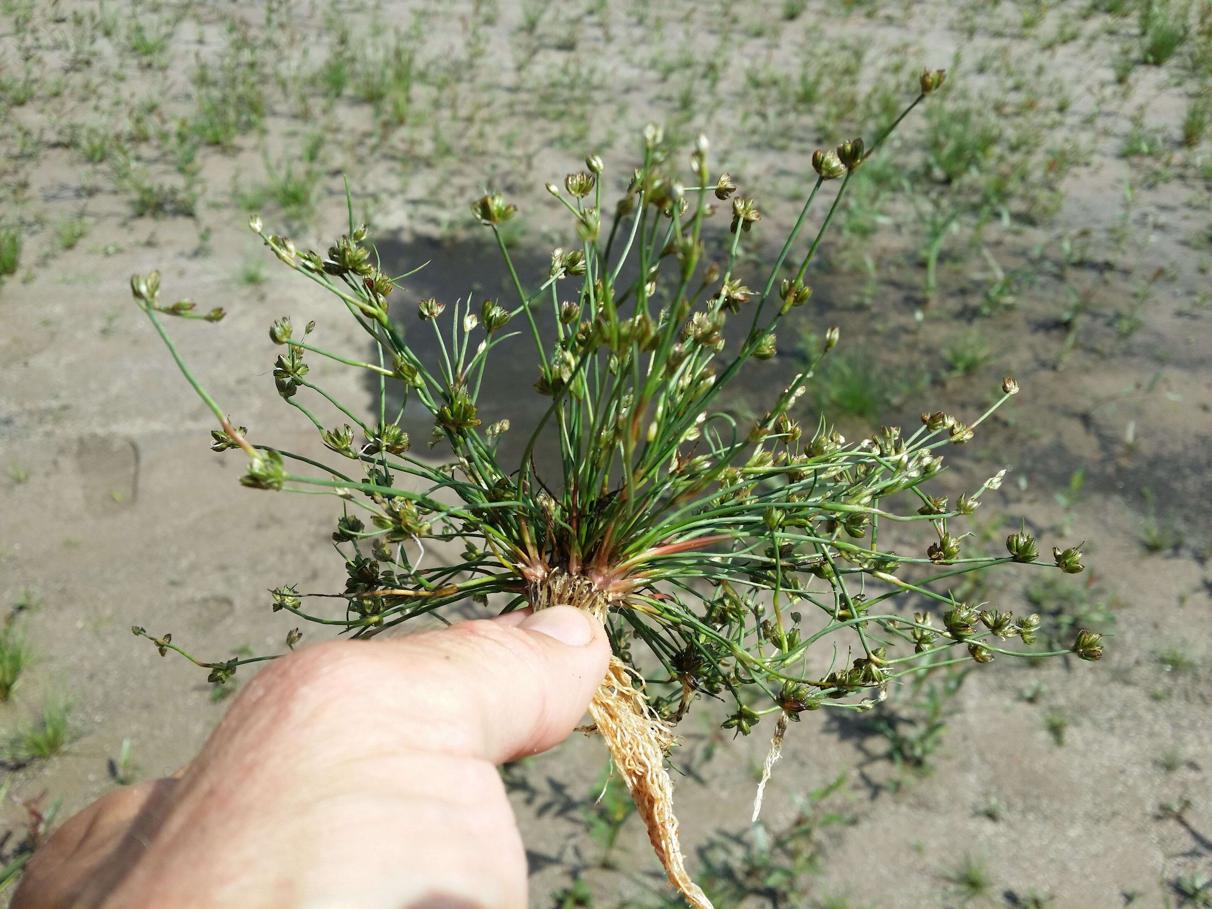 Juncus bulbosus L.的圖片