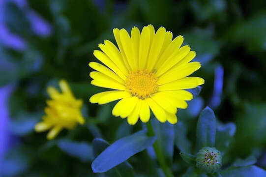 Image of Calendula suffruticosa Vahl