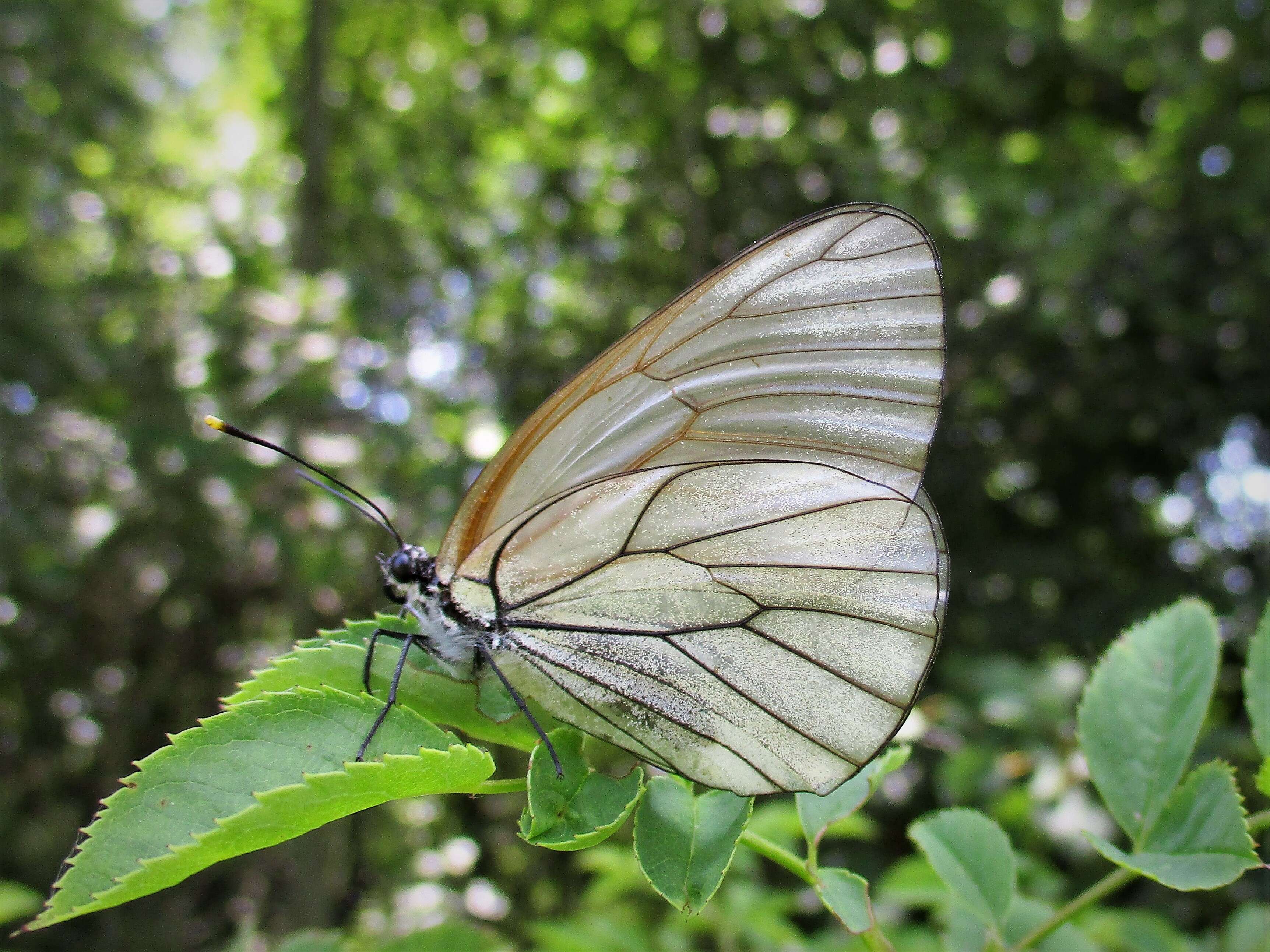 Image of Black-veined White