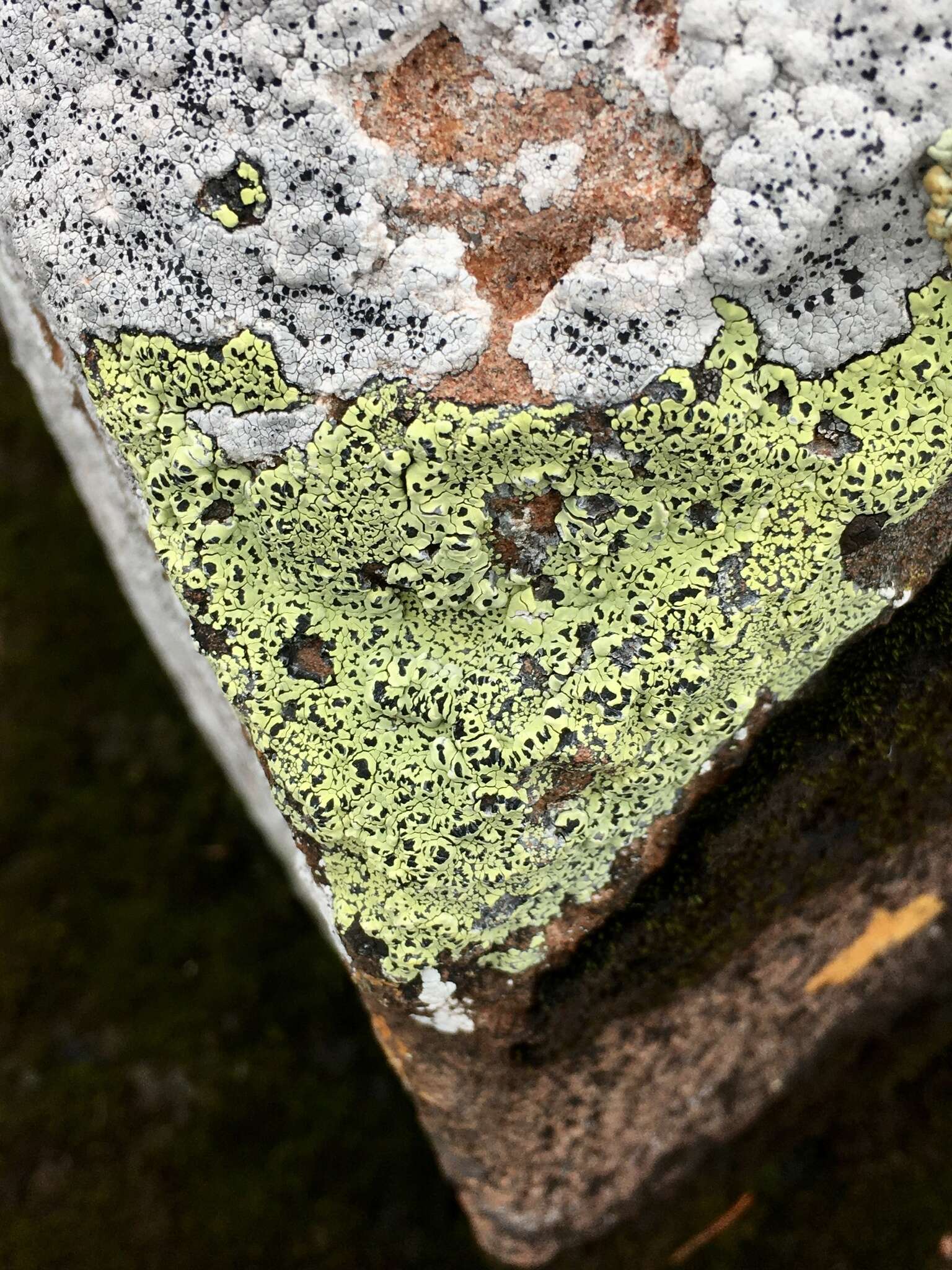 Image of Yellow map lichen;   World map lichen