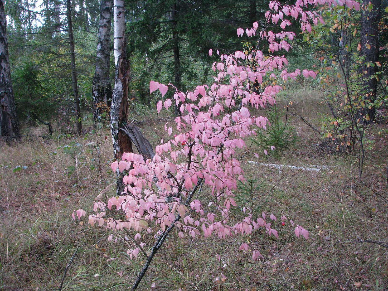 Image of Euonymus verrucosus Scop.