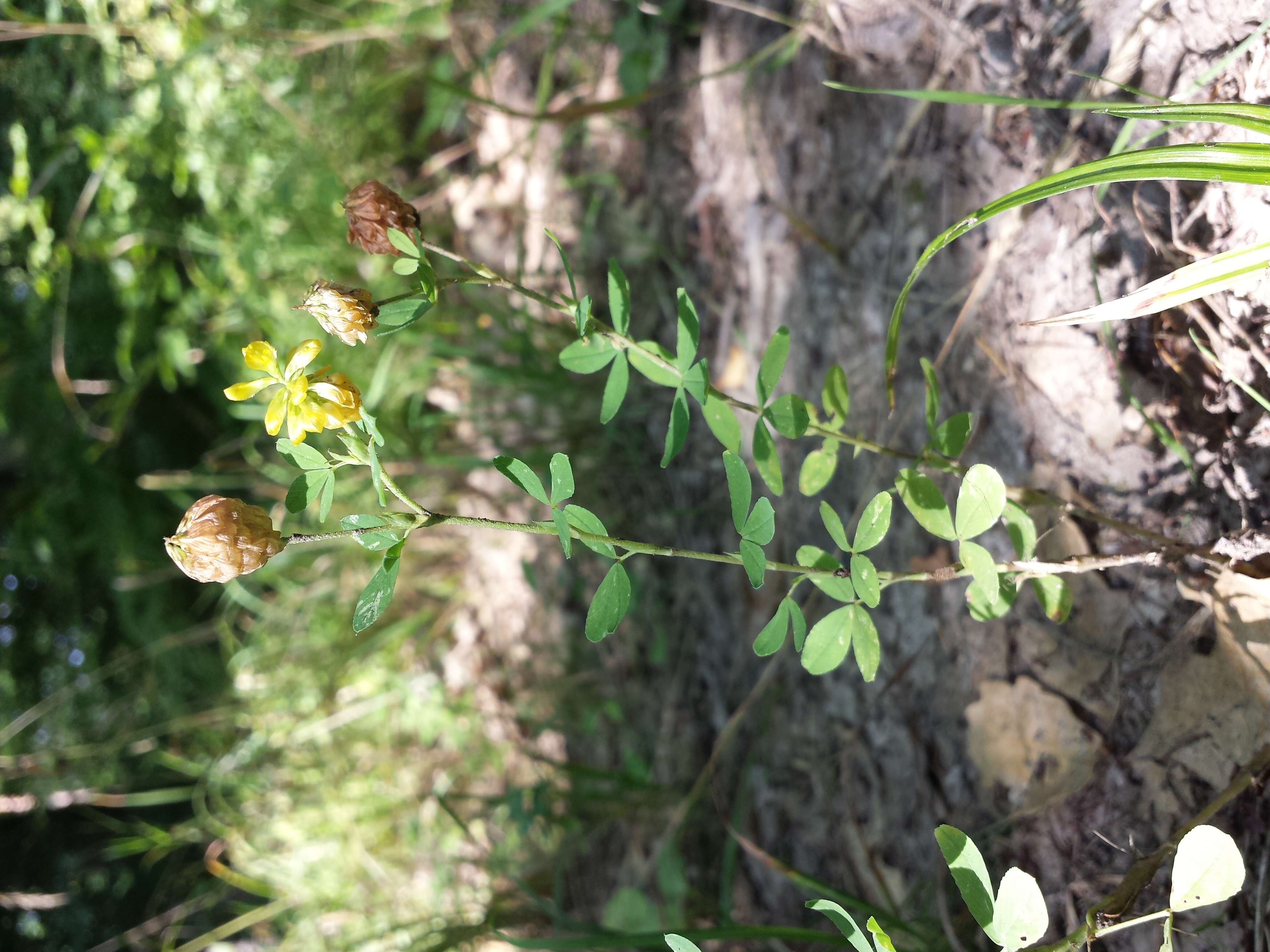 Plancia ëd Trifolium aureum Pollich