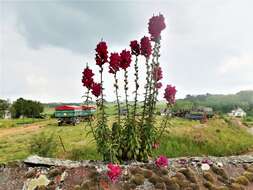 Image of garden snapdragon