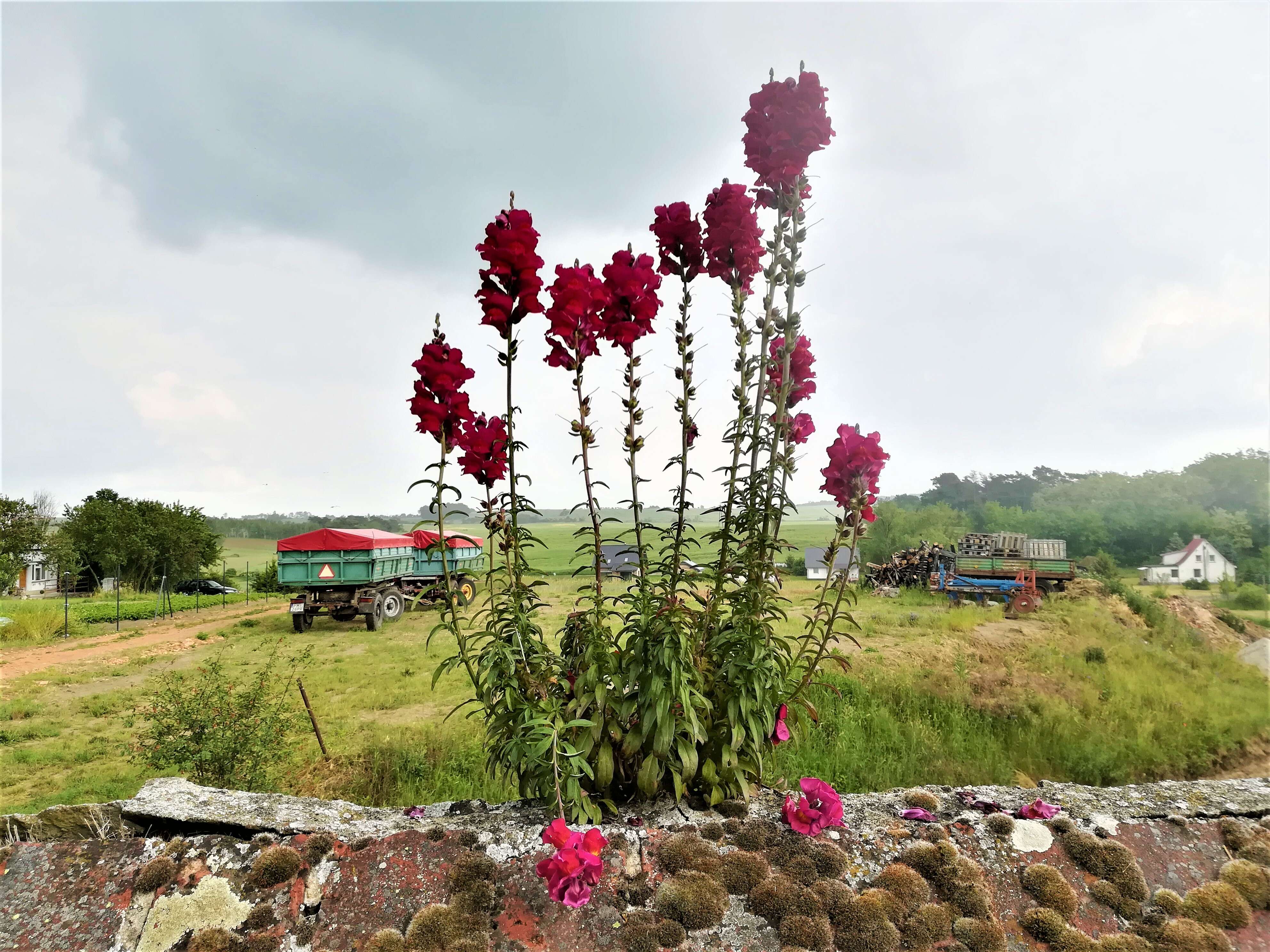 Image of garden snapdragon