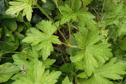 Imagem de Geranium palustre L.