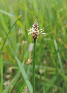 Image of Common Spike-rush