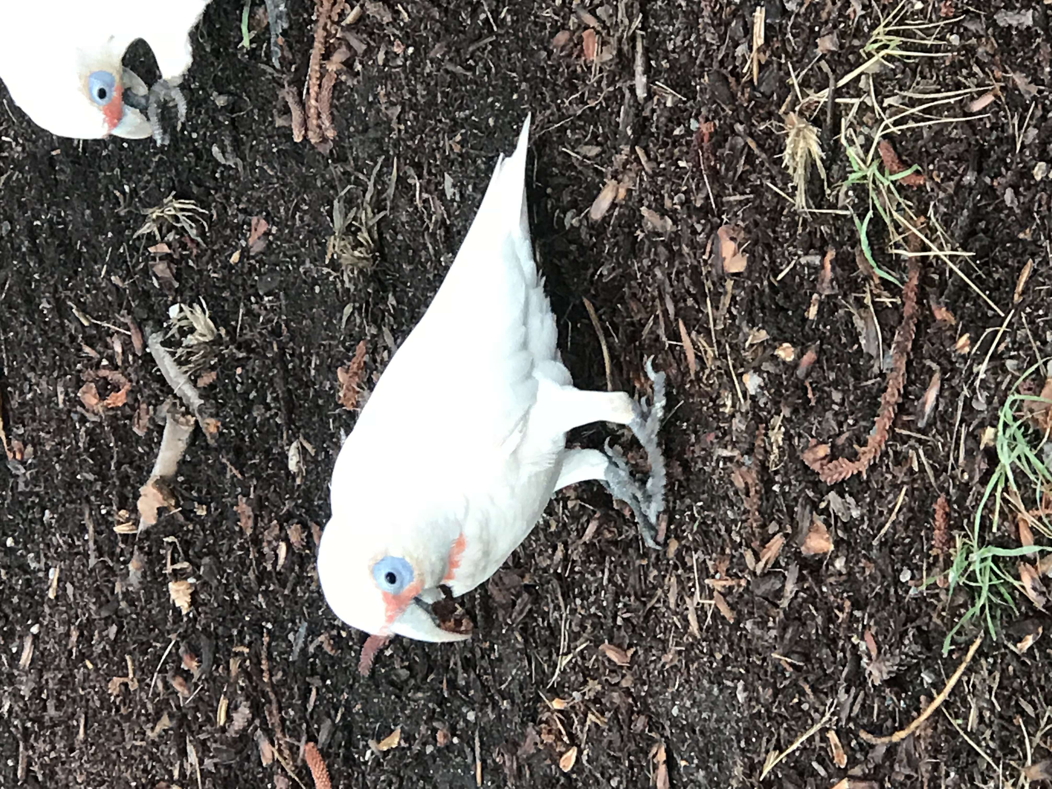 Image of Long-billed Corella