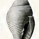 Image of Mitromorpha alba (Petterd 1879)