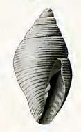 Image de Mitromorpha alba (Petterd 1879)