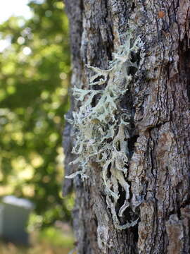 Image of ring lichen