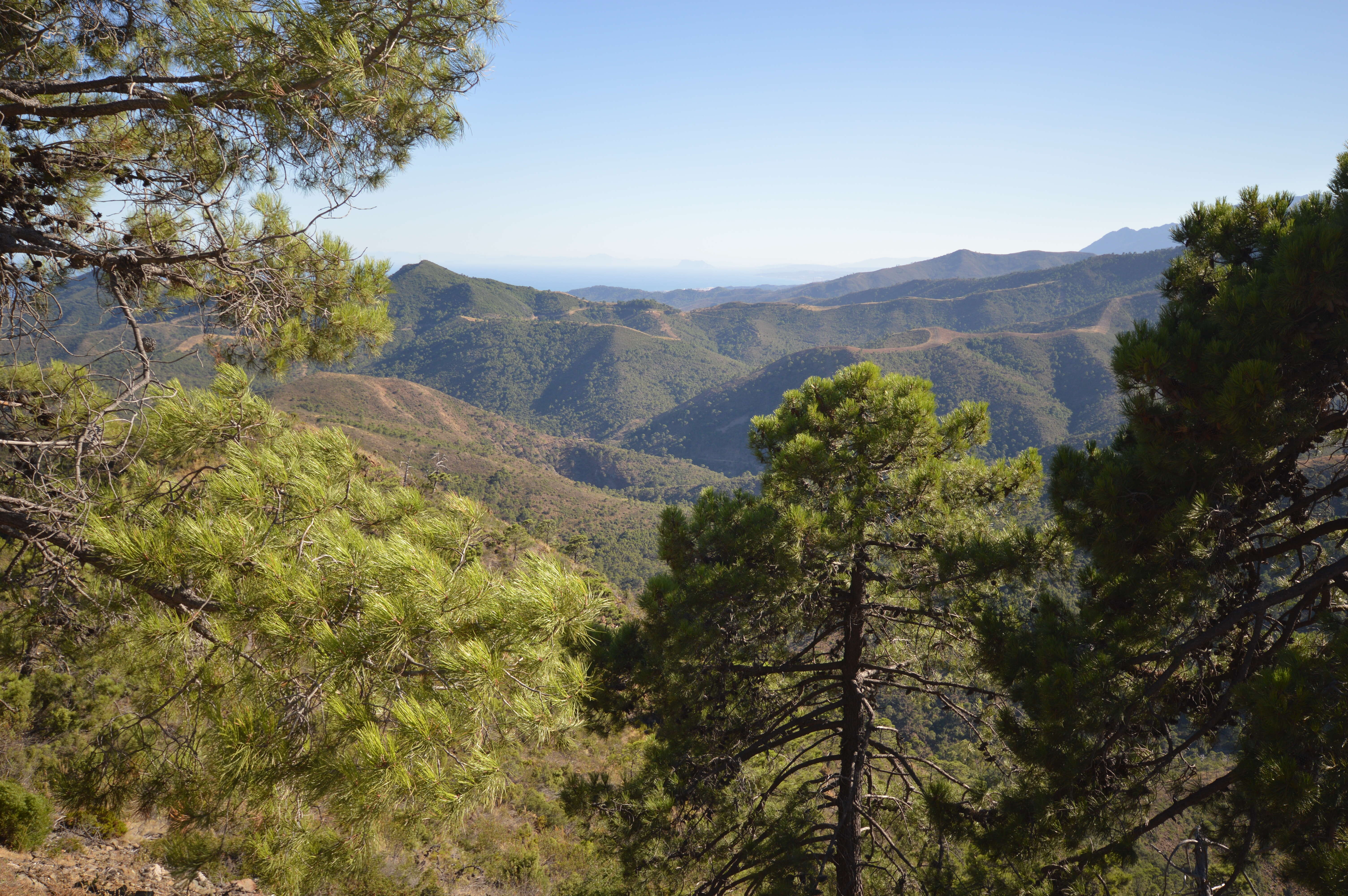 Image of Maritime Pine