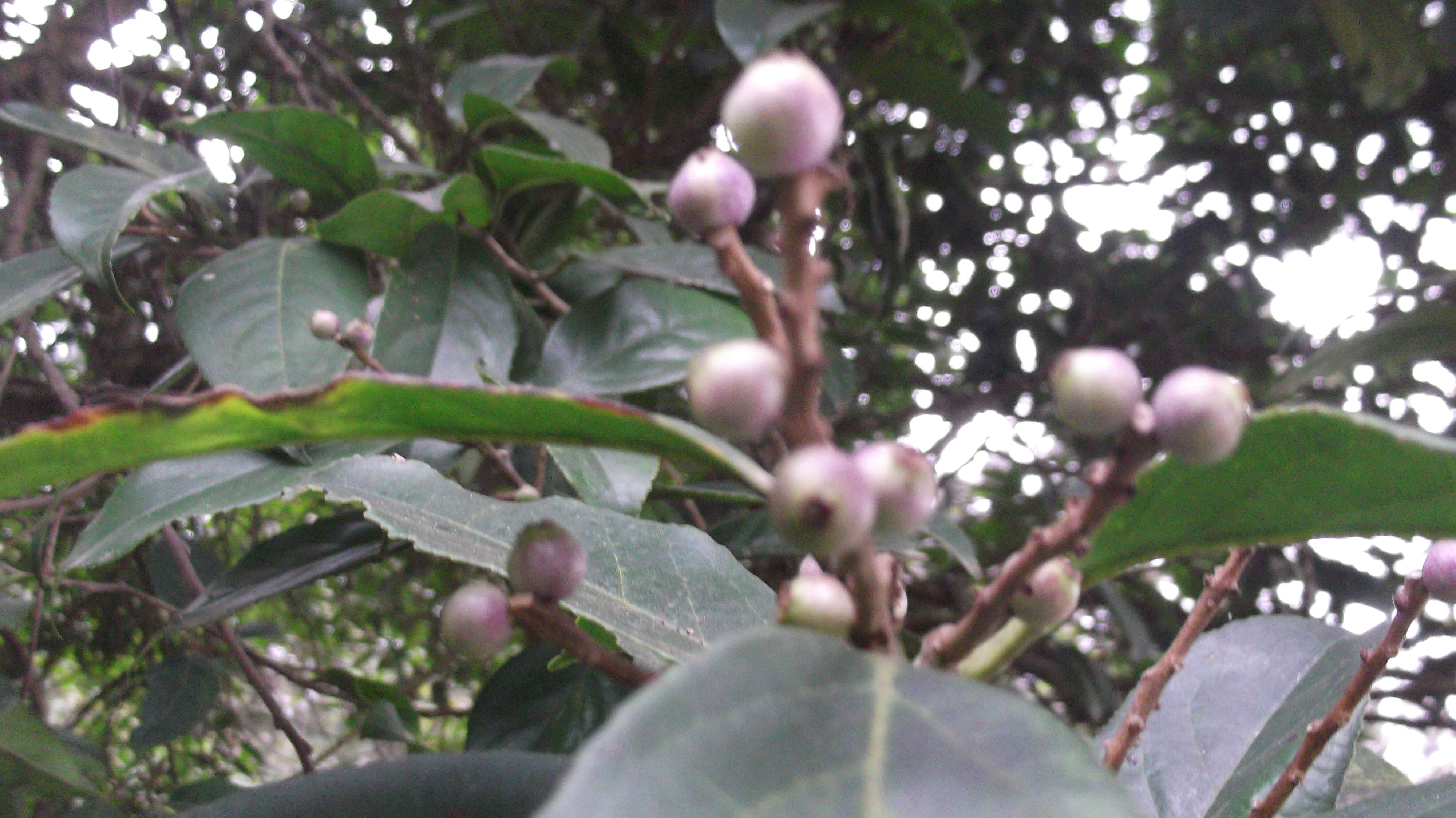 Image of Symplocos cochinchinensis (Lour.) Moore