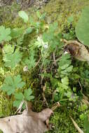 Imagem de Geranium solanderi Carolin