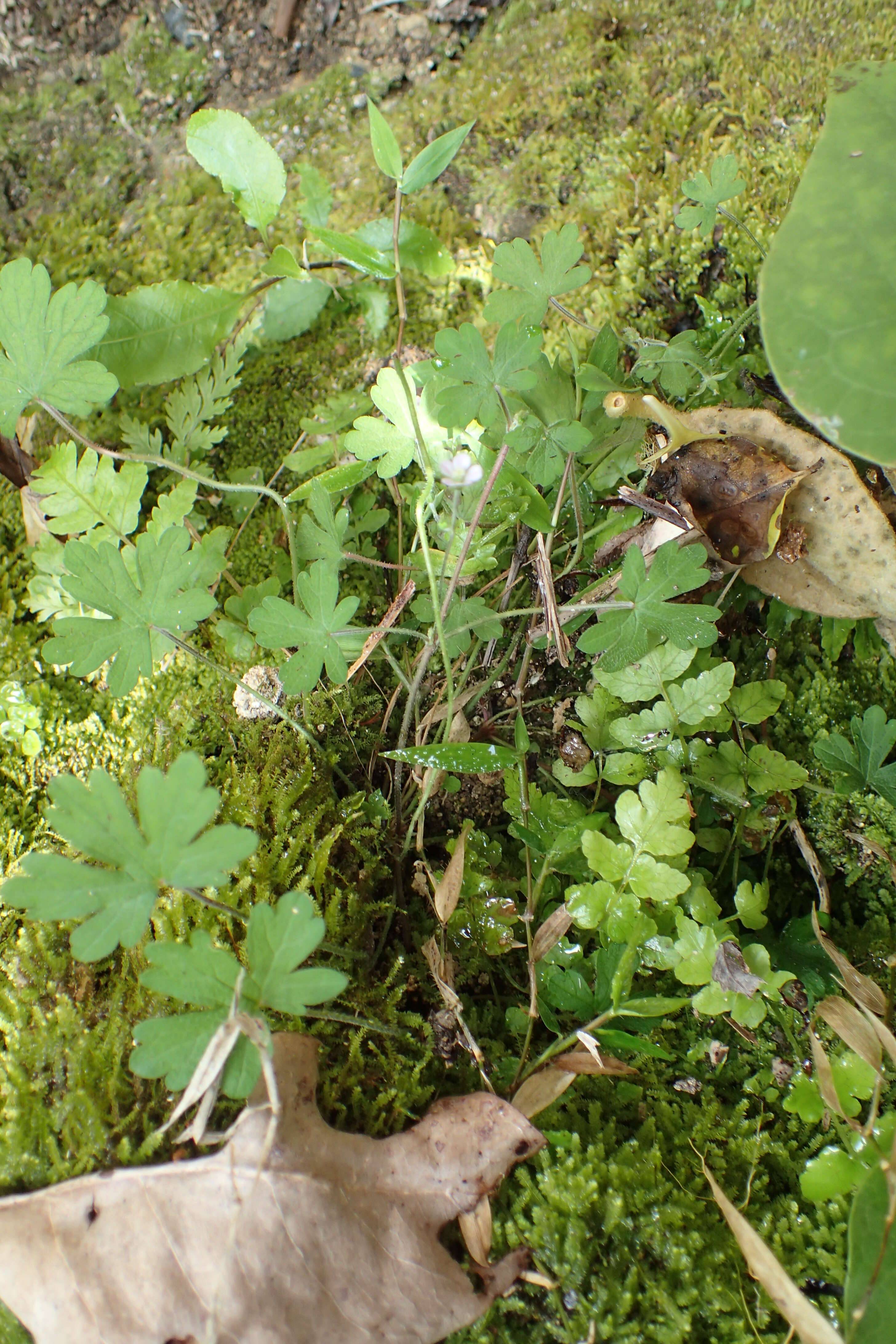 Imagem de Geranium solanderi Carolin