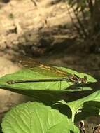 Image of Appalachian Jewelwing