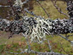 Image of ring lichen