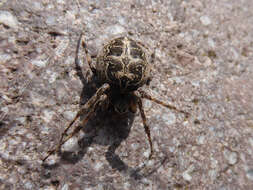 Image of Gray Cross Spider