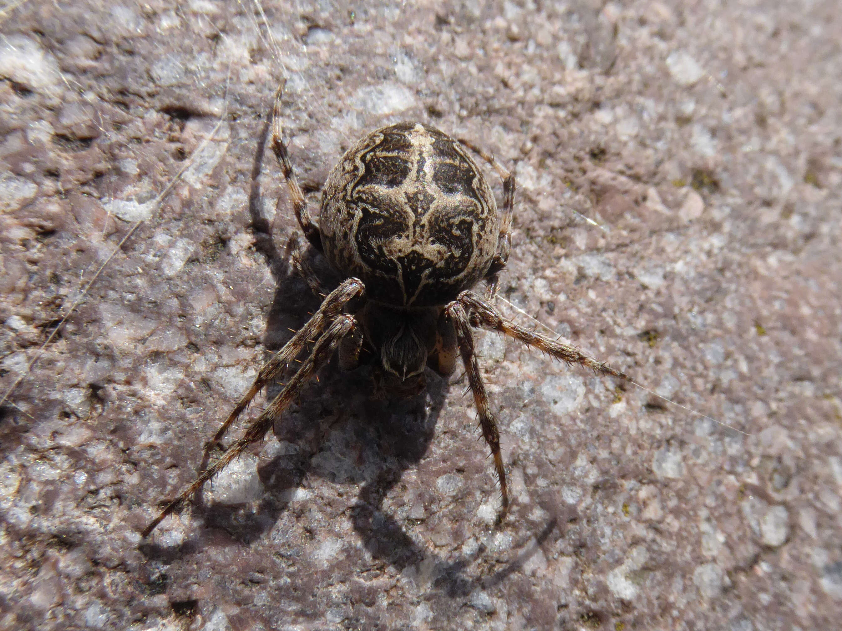 Image of Gray Cross Spider