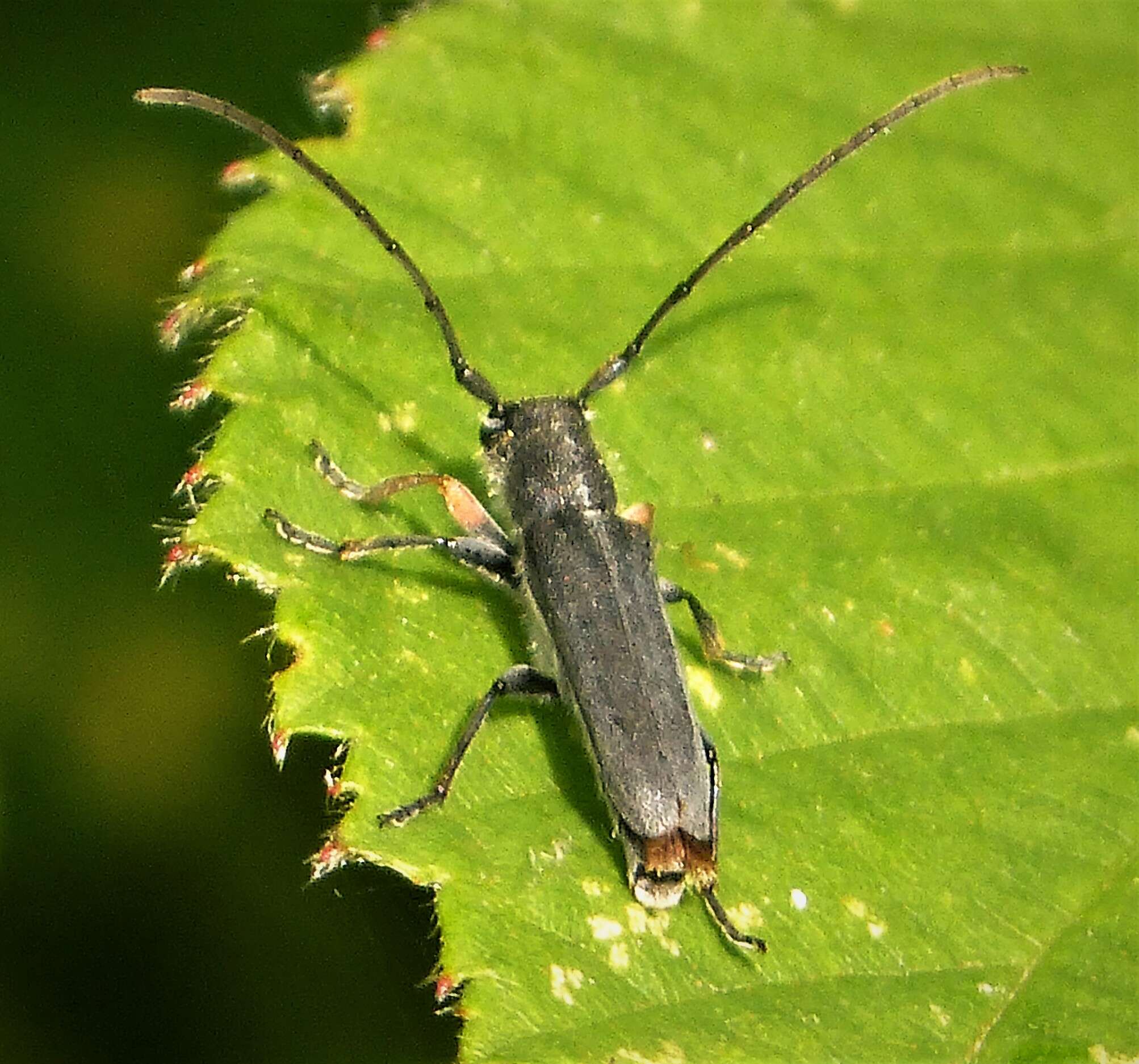 Слика од Phytoecia cylindrica (Linné 1758)