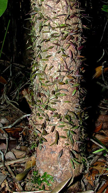 Image of Anathallis articulata (Lindl.) Luer & Toscano